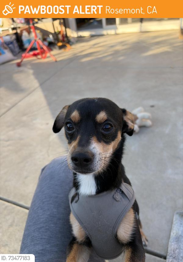 Found/Stray Male Dog last seen Huntsman Drive and Americana way, Rosemont, CA 95826
