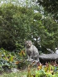 Found/Stray Unknown Cat last seen Near Gramatan Dr Yonkers, NY 10701 United States, Yonkers, NY 10701