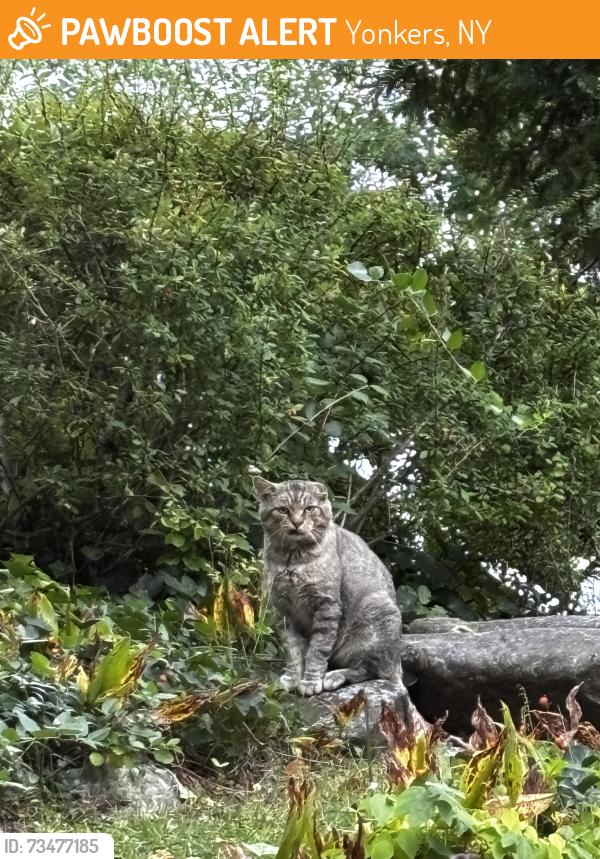 Found/Stray Unknown Cat last seen Near Gramatan Dr Yonkers, NY 10701 United States, Yonkers, NY 10701