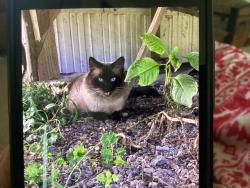 Reunited Unknown Cat last seen Mt pleasant rd by Tipton ballfield, Oxford, PA 19363