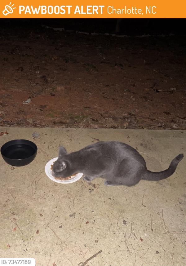 Found/Stray Female Cat last seen Markham Woods Ct and Tribune Dr, Charlotte, NC 28214