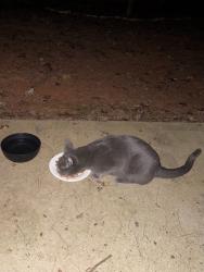 Found/Stray Female Cat last seen Markham Woods Ct and Tribune Dr, Charlotte, NC 28214