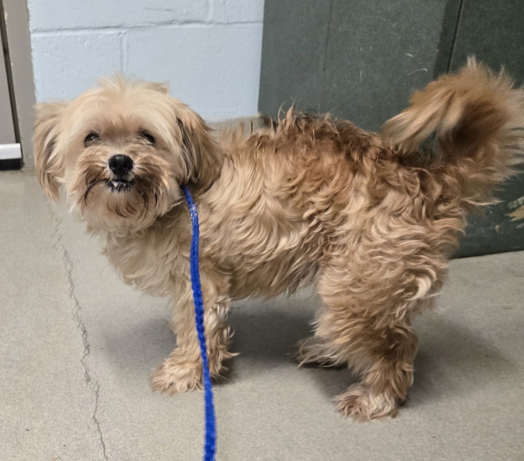 Shelter Stray Male Dog last seen MD, 411 Maxwell Frye Rd, Millersville, MD 21108, USA