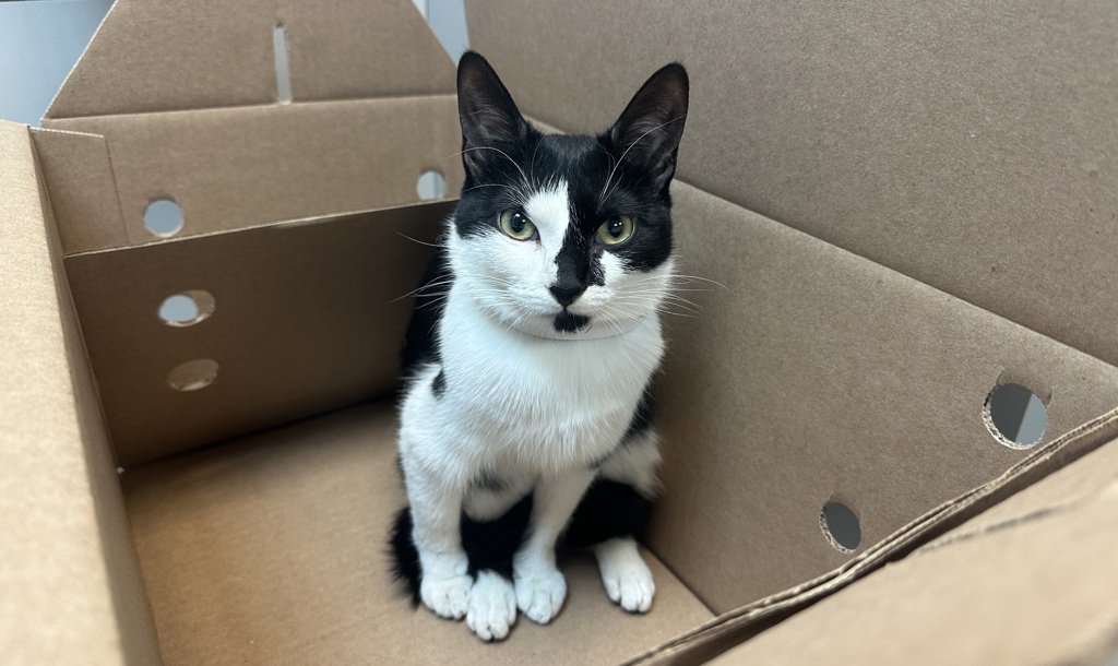Shelter Stray Female Cat last seen Near E 110 Street, NEW YORK, NY, 10029, 326 E 110th St, New York, NY 10029, USA