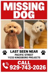 Reunited Male Dog last seen Pacific and bergen, Brooklyn, NY 11233