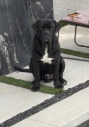 Reunited Male Dog last seen Olmsted/Virginia, Glendale, CA 91202