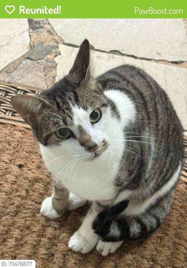 Reunited Unknown Cat last seen Old CCC Rd and Misty Cove Lane, Henderson County, NC 28739
