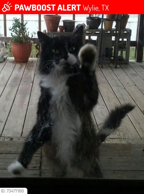 Lost Female Cat last seen Jock lane, Wylie, TX 75098