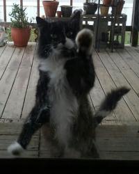 Lost Female Cat last seen Jock lane, Wylie, TX 75098
