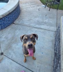 Found/Stray Male Dog last seen Spring mountain rd, Riverside, CA 92313