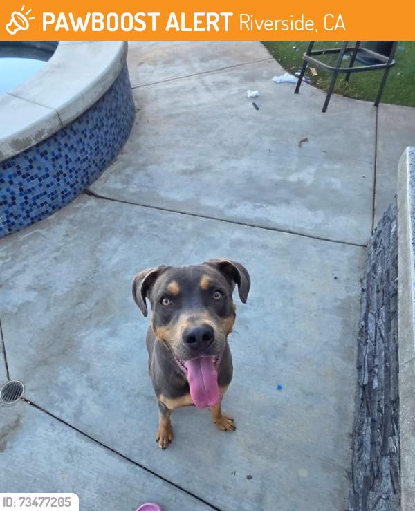 Found/Stray Male Dog last seen Spring mountain rd, Riverside, CA 92313