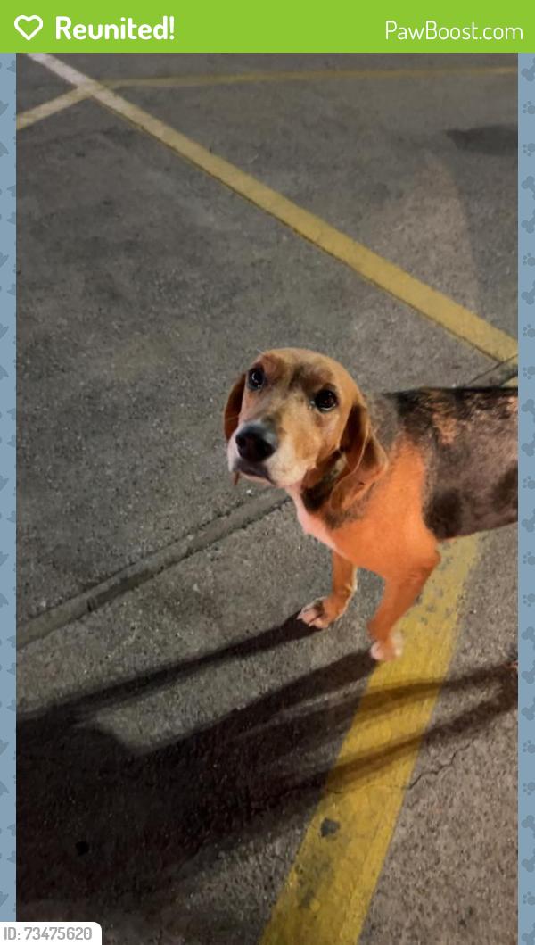 Reunited Female Dog last seen Chicken Express, Springtown, TX 76082