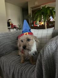 Reunited Male Dog last seen Paloma Ave & Pershing, San Joaquin County, CA 95209