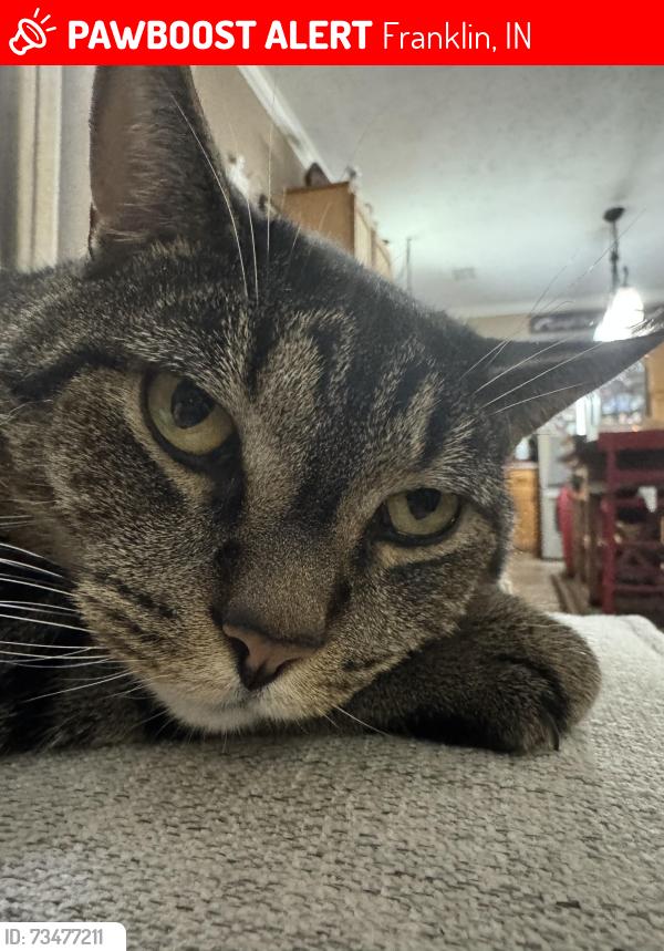 Lost Male Cat last seen Tamara Way in knollwood farms Franklin, Franklin, IN 46131