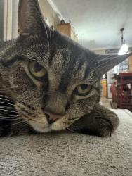 Lost Male Cat last seen Tamara Way in knollwood farms Franklin, Franklin, IN 46131