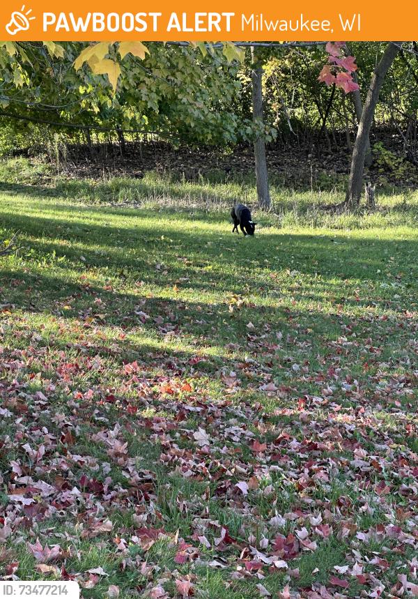 Found/Stray Female Dog last seen Intersection of 91st and Good Hope. Near Walgreens, Milwaukee, WI 53224