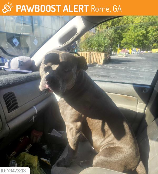 Found/Stray Male Dog last seen Chateau Drive near Arbor Terrace apmts, Rome, GA 30165