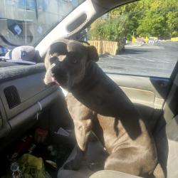 Found/Stray Male Dog last seen Chateau Drive near Arbor Terrace apmts, Rome, GA 30165