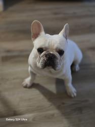 Reunited Male Dog last seen Near regents, Redwood City, CA 94061