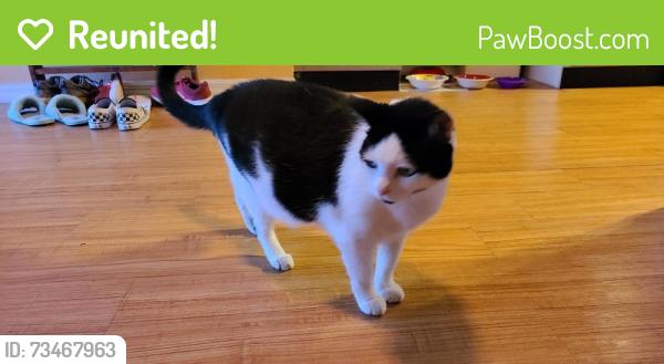 Reunited Female Cat last seen Fairway Meadows & Summerfield Blvd, Riverview, FL 33579