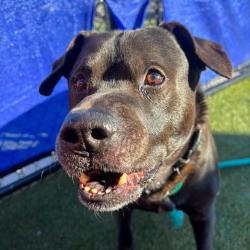 Shelter Stray Male Dog last seen , Animal Care & Control Team of Philly, 111 W Hunting Park Ave, Philadelphia, PA 19140, USA