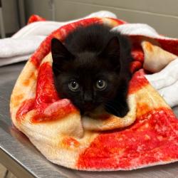 Shelter Stray Female Cat last seen , 54687 Co Rd 19, Bristol, IN 46507, USA
