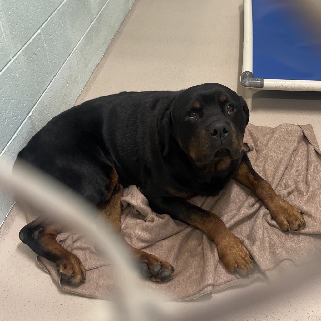 Shelter Stray Male Dog last seen , 1244 N Delsea Dr, Vineland, NJ 08360, USA