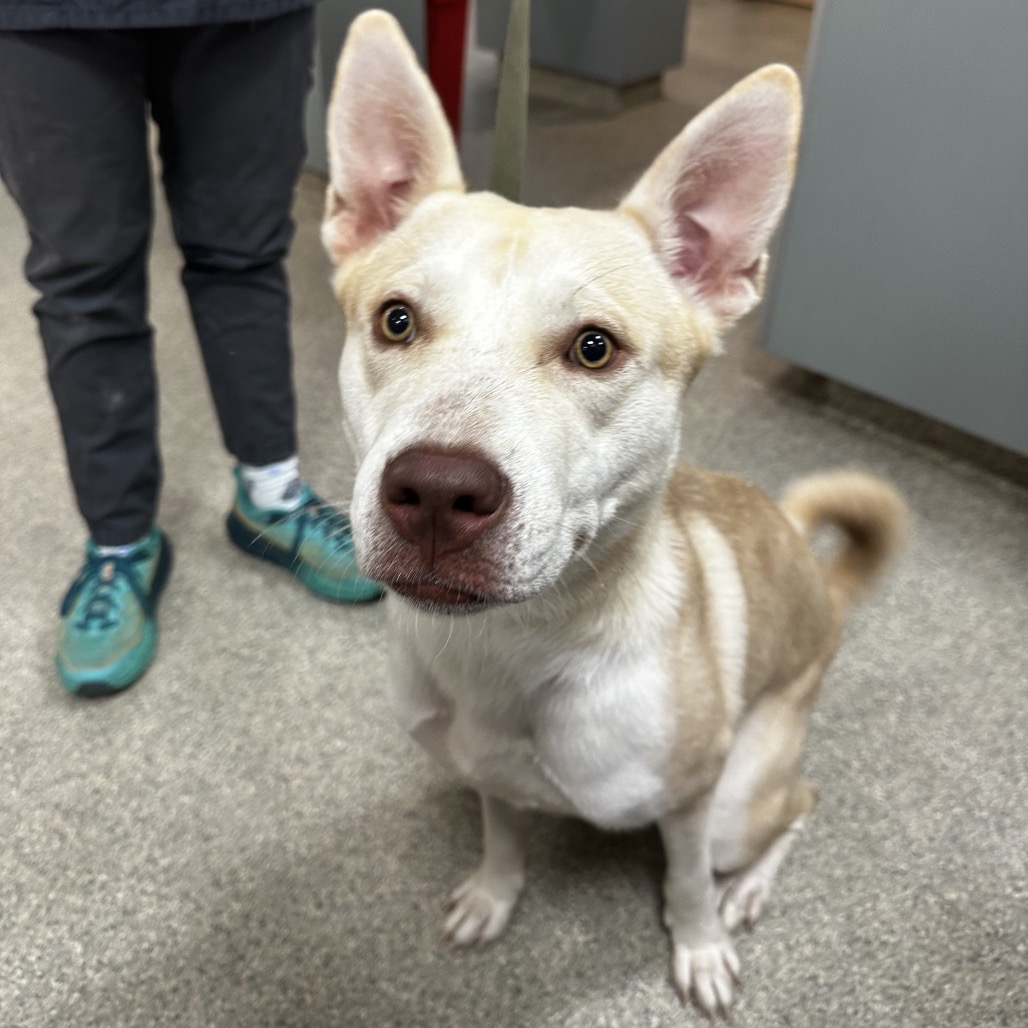 Shelter Stray Male Dog last seen , 8464 Beach Blvd, Jacksonville, FL 32216, USA