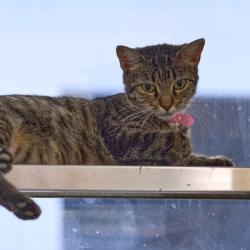 Shelter Stray Female Cat last seen , 2350 Appling City Cove, Memphis, TN 38133, USA