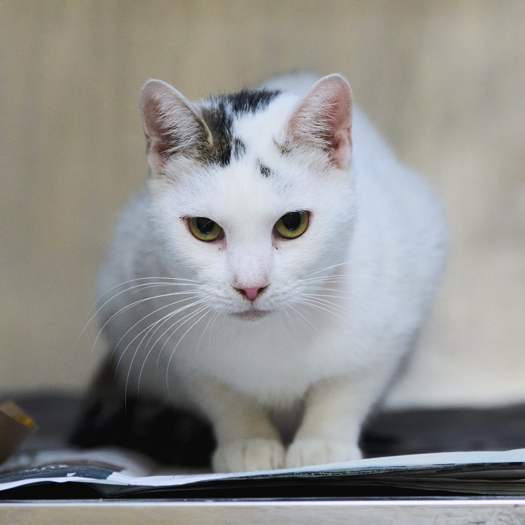 Shelter Stray Female Cat last seen , 2350 Appling City Cove, Memphis, TN 38133, USA