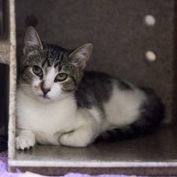 Shelter Stray Female Cat last seen , 2350 Appling City Cove, Memphis, TN 38133, USA