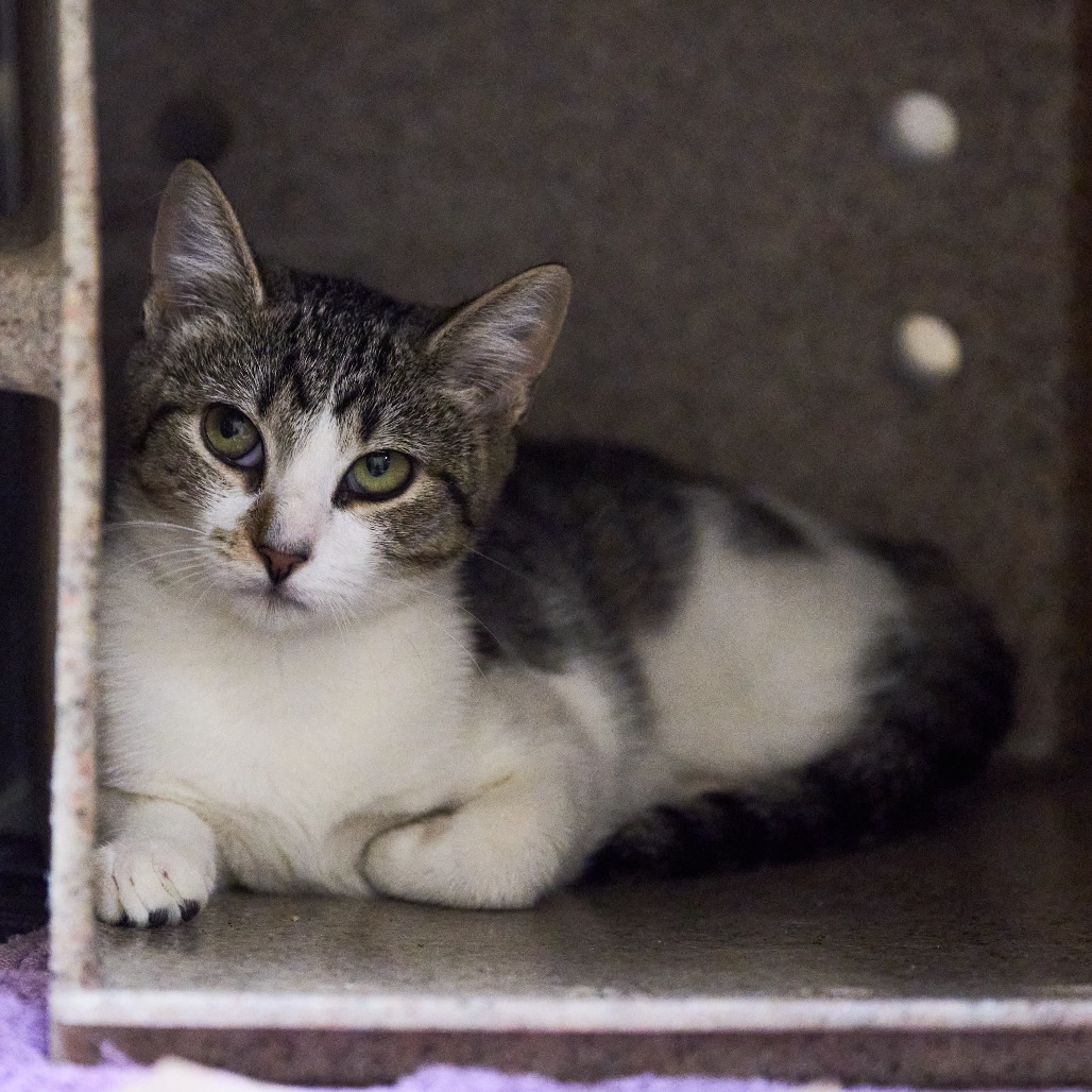 Shelter Stray Female Cat last seen , 2350 Appling City Cove, Memphis, TN 38133, USA