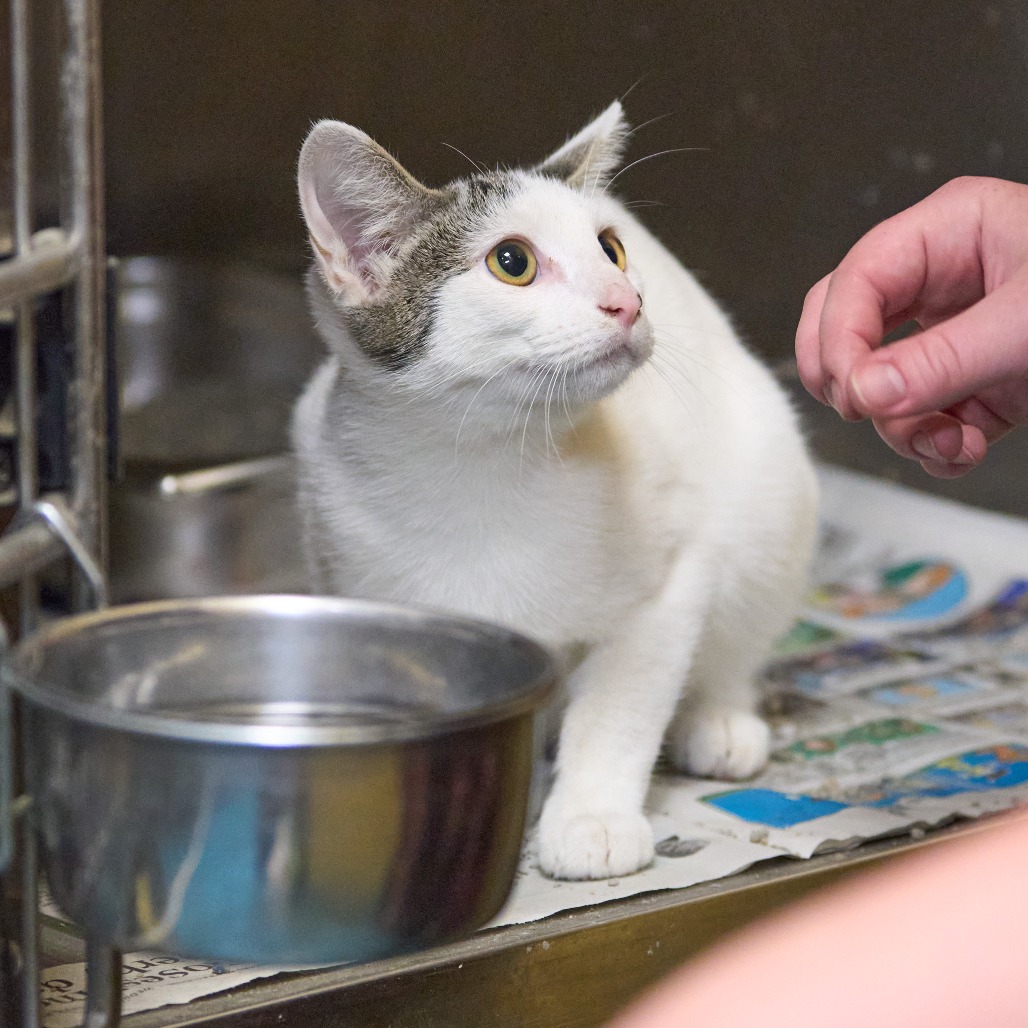 Shelter Stray Female Cat last seen , 2350 Appling City Cove, Memphis, TN 38133, USA