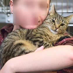 Shelter Stray Female Cat last seen , 2350 Appling City Cove, Memphis, TN 38133, USA