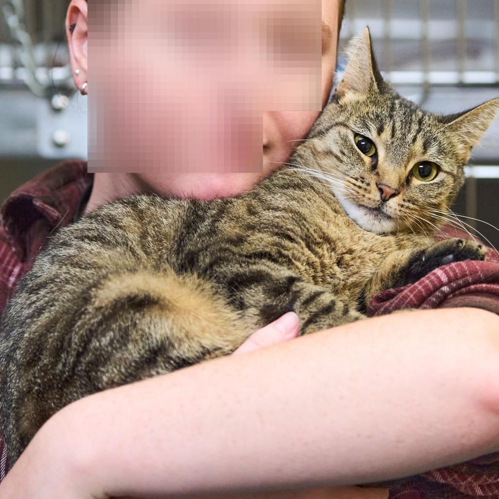 Shelter Stray Female Cat last seen , 2350 Appling City Cove, Memphis, TN 38133, USA