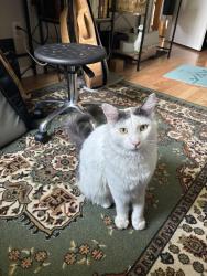 Lost Male Cat last seen Near w 56th Pl, Arvada, CO 80002