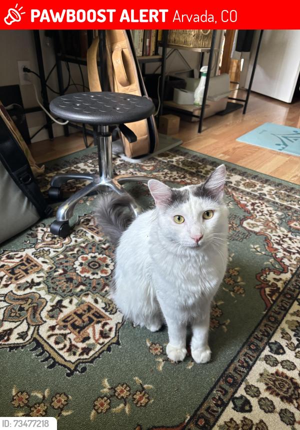 Lost Male Cat last seen Near w 56th Pl, Arvada, CO 80002