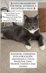 Reunited Male Cat last seen w webster ave, Roselle Park, NJ 07204