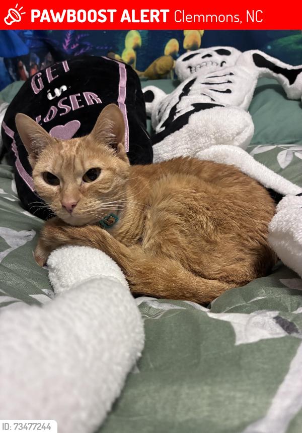 Lost Female Cat last seen Cook place, Clemmons, NC 27012
