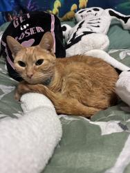 Lost Female Cat last seen Cook place, Clemmons, NC 27012