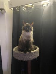 Lost Male Cat last seen Almira Ave and Maywood Ave, Cleveland, OH 44102