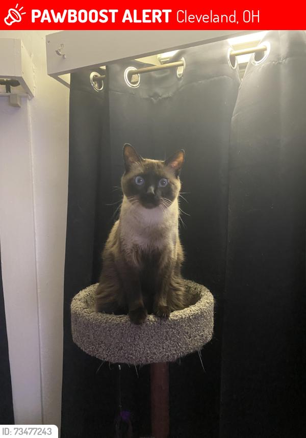 Lost Male Cat last seen Almira Ave and Maywood Ave, Cleveland, OH 44102