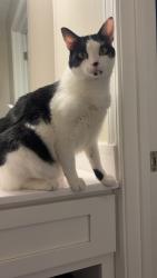 Reunited Male Cat last seen Near Lakecrest apmts, Greenville, SC 29615