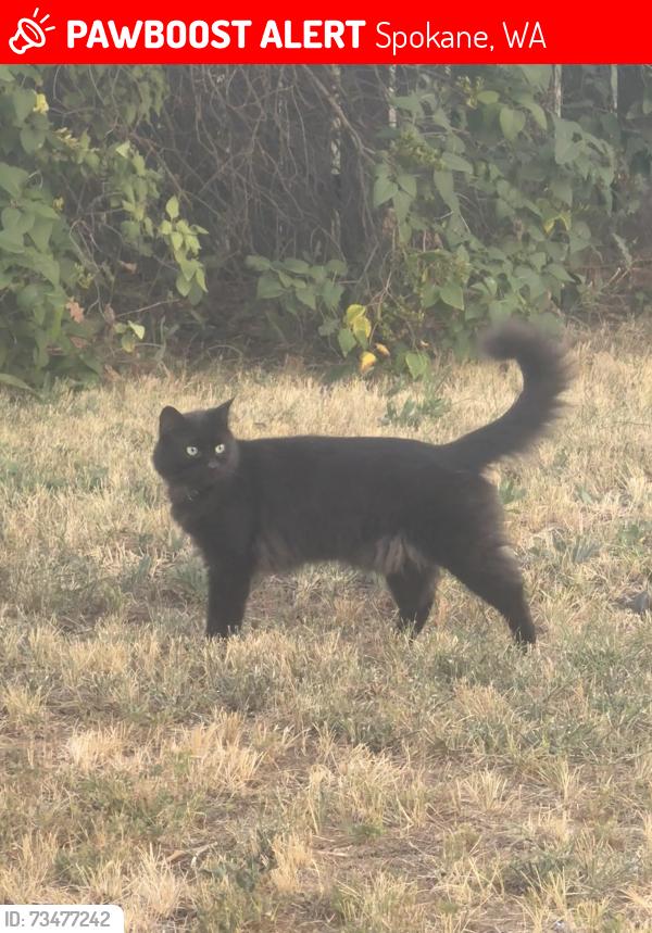 Lost Male Cat last seen Regal and Diamond, Spokane, WA 99207