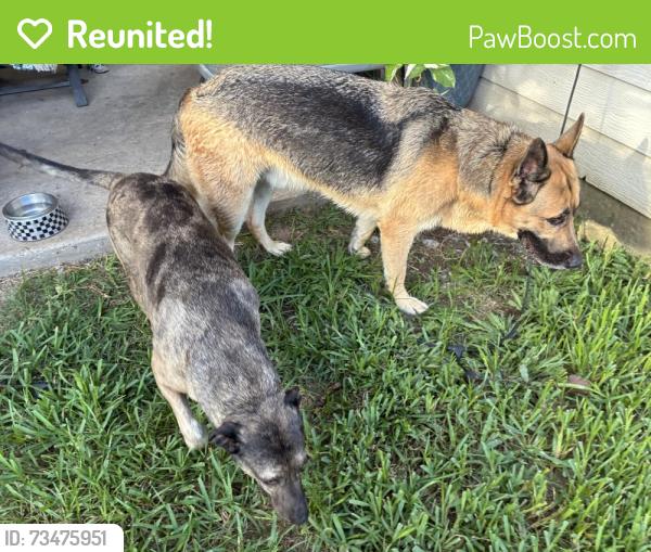 Reunited Male Dog last seen Linden hill lane & lighthouse bay 77539, Dickinson, TX 77539
