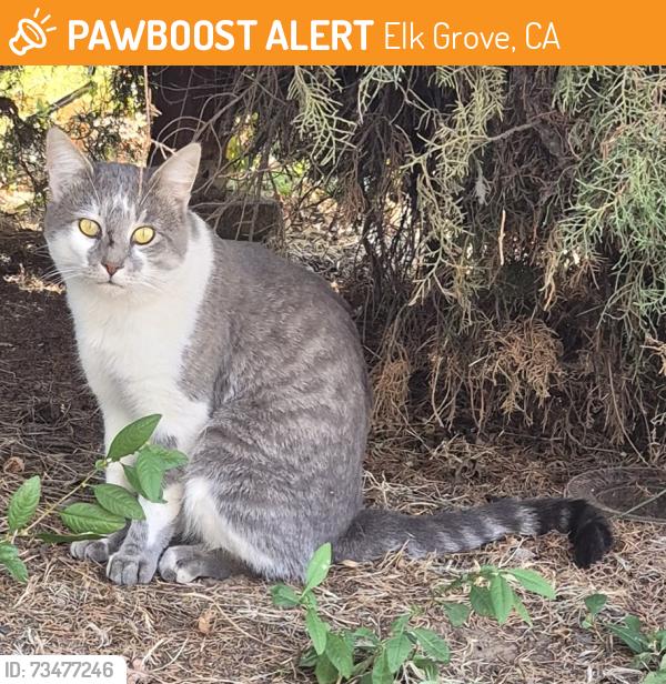 Found/Stray Unknown Cat last seen Grantline road and Bradshaw road, Elk Grove, CA 95624