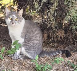 Found/Stray Unknown Cat last seen Grantline road and Bradshaw road, Elk Grove, CA 95624