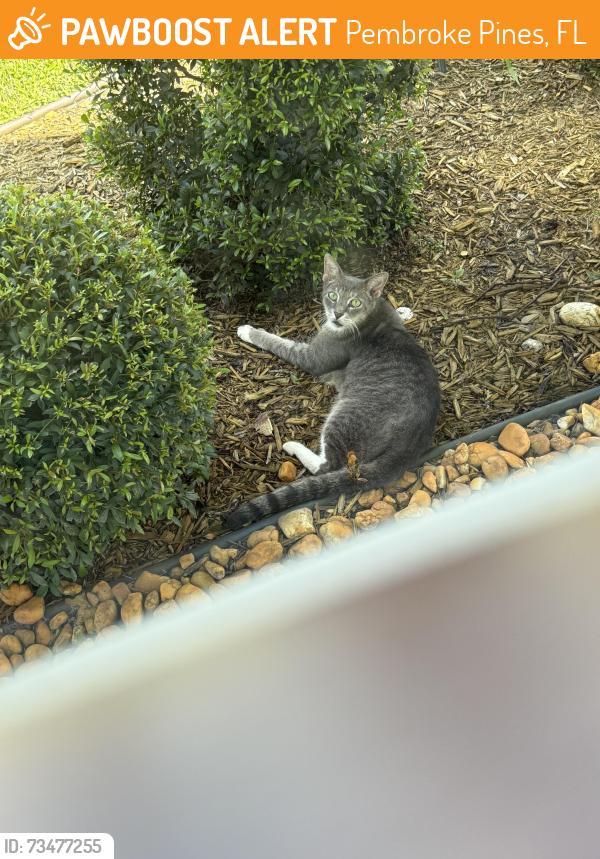 Found/Stray Unknown Cat last seen 108ave and 18 pl park 33026, Pembroke Pines, FL 33028