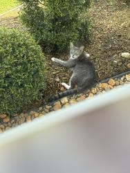 Found/Stray Unknown Cat last seen 108ave and 18 pl park 33026, Pembroke Pines, FL 33028