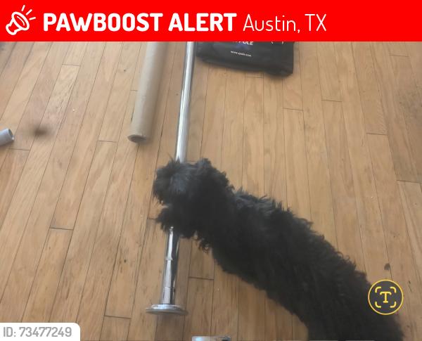 Lost Male Dog last seen Woodbridge Neighborhood, Austin, TX 78753